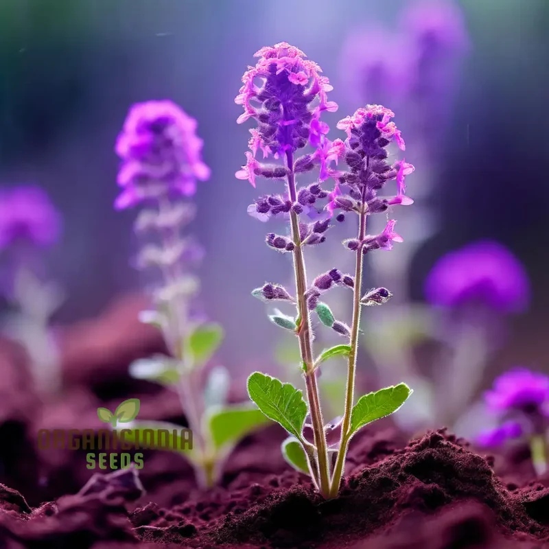 Verbena Bonariensis Flower Seeds – Tall, Airy Blooms for Home Gardens