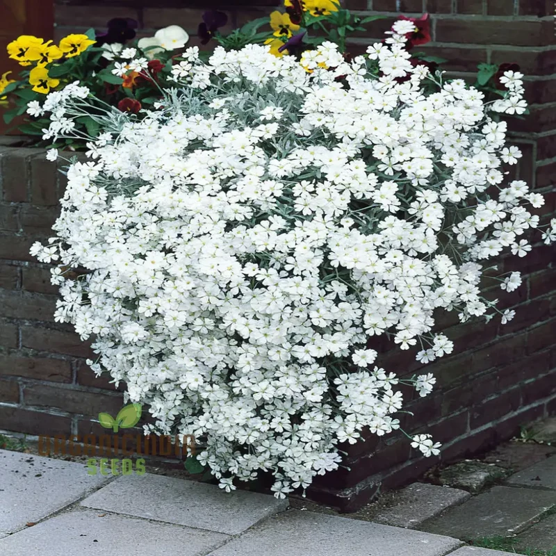 Snow in Summer White Flower Seeds , Elevate Your Gardening Experience with Delicate Blooms and Serene Beauty