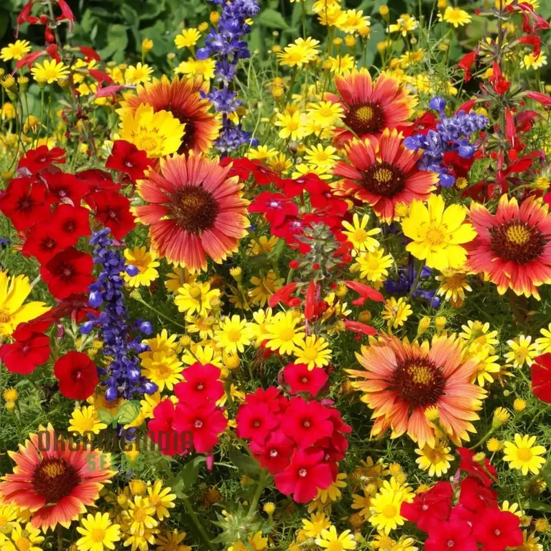 Mixed Wildflower Seeds for Vibrant Gardening Enthusiasts: Enhance Your Garden with Nature's Diversity