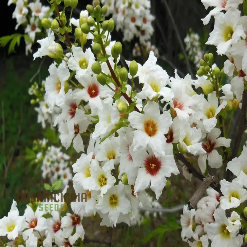 Yellowhorn Tree Seeds - Xanthoceras Sorbifolium Seeds for Stunning Landscape Additions