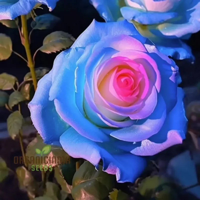 Rose Flower Seeds for Planting – Mixed Color Garden Blooms for Outdoor Landscaping