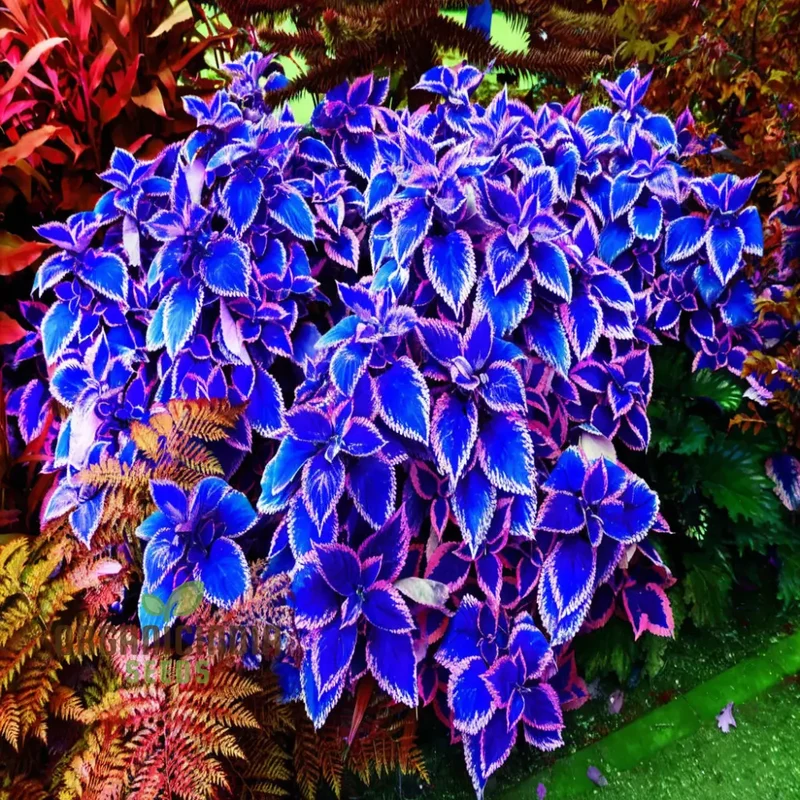 Blue Mini Coleus Plant Seeds for Vibrant Gardening: Ideal for Garden Enthusiasts Seeking Unique and Colorful Foliage