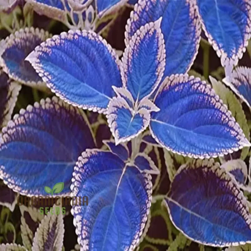 Blue Mini Coleus Plant Seeds for Vibrant Gardening: Ideal for Garden Enthusiasts Seeking Unique and Colorful Foliage