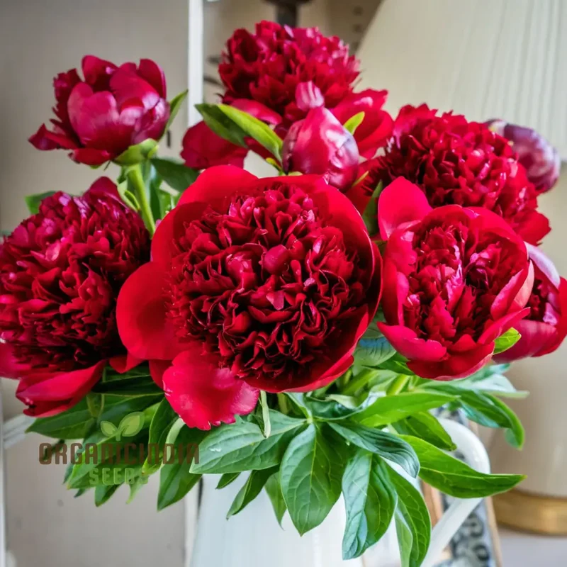 Red Peony Flower Seeds, Transform Your Garden with Stunning Blossoms, Ideal for Planting and Gardening Enthusiasts