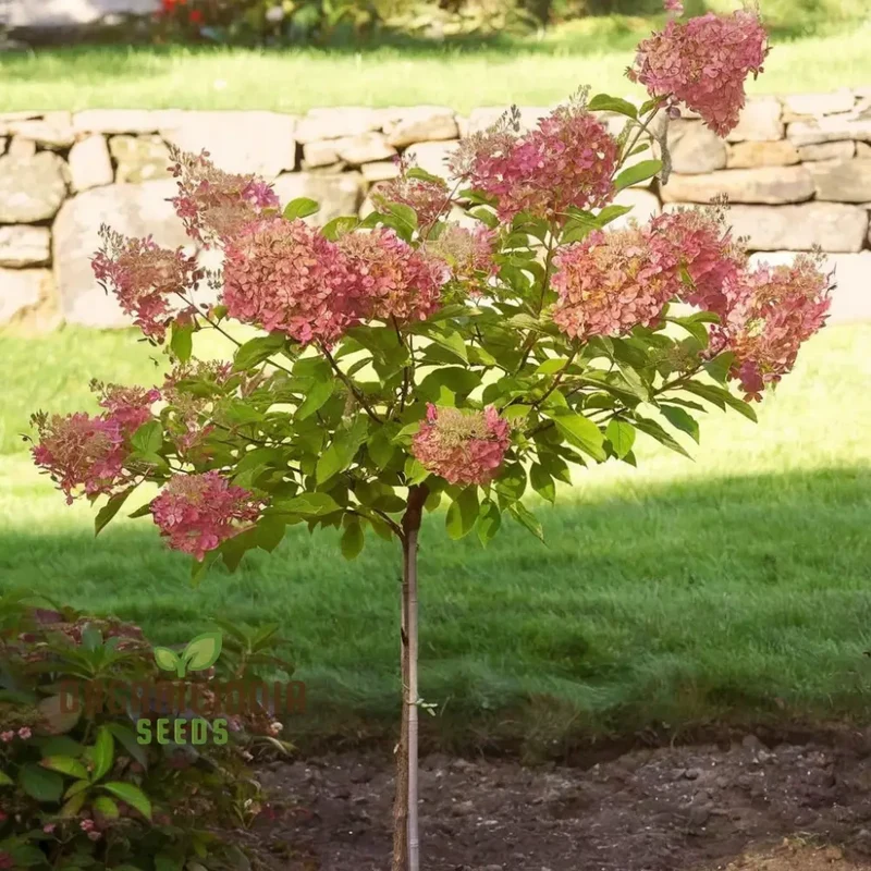 Strawberry Sundae Hydrangea Seeds , Elevate Your Gardening Experience with Lush, Creamy-Pink Blooms
