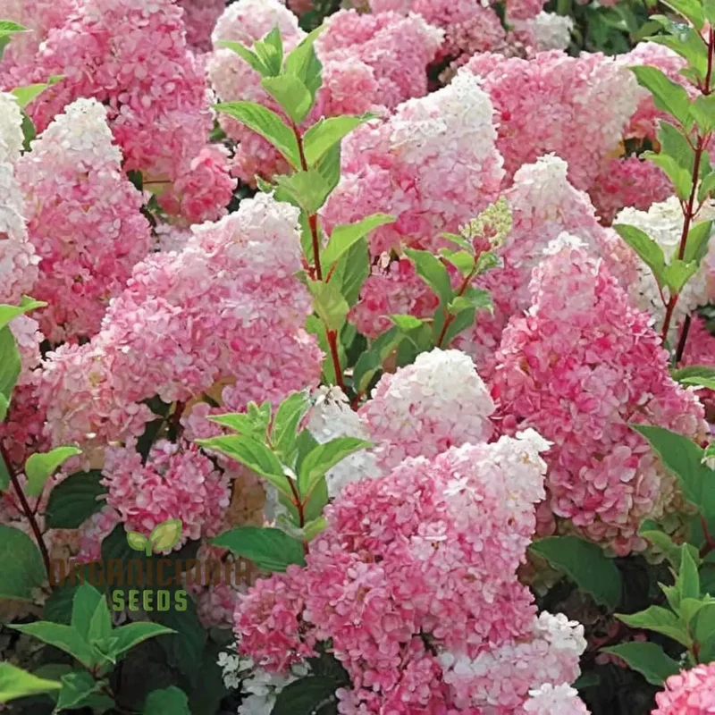 Strawberry Sundae Hydrangea Seeds , Elevate Your Gardening Experience with Lush, Creamy-Pink Blooms