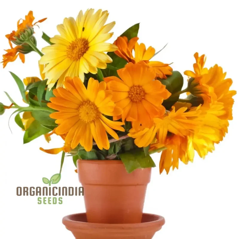 Calendula Flower Seeds, Buy Organic Seeds Online for Planting | Premium Quality Seeds