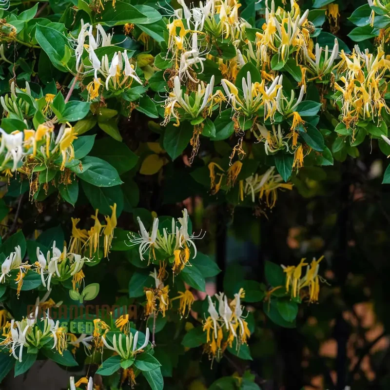 Honeysuckle (Lonicera) Flower Seeds for Planting, Enhance Your Garden with Fragrant Blooms - Premium Flower Seeds for Gardening Enthusiasts