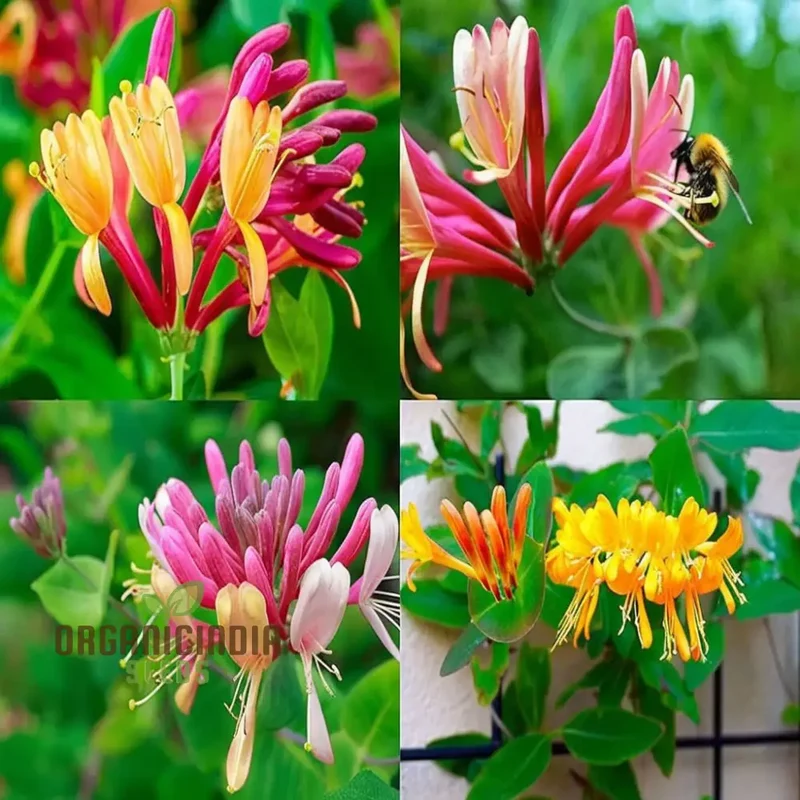 Honeysuckle (Lonicera) Flower Seeds for Planting, Enhance Your Garden with Fragrant Blooms - Premium Flower Seeds for Gardening Enthusiasts