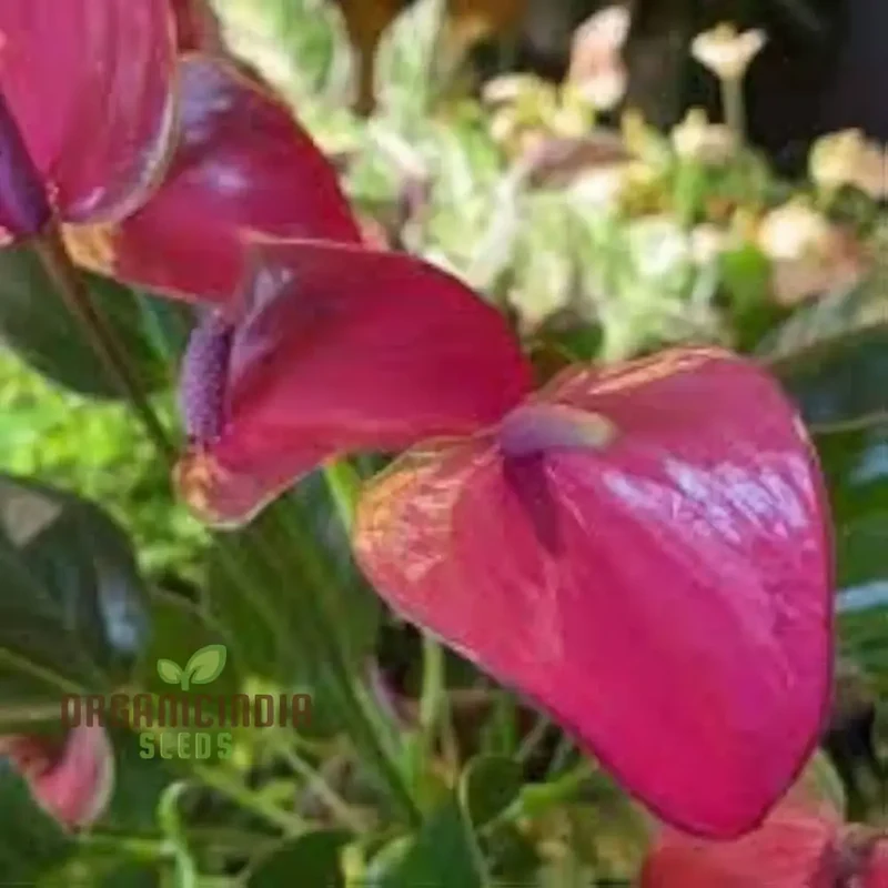 Anthurium Mixed Flower Seeds – Vibrant Exotic Garden Blooms
