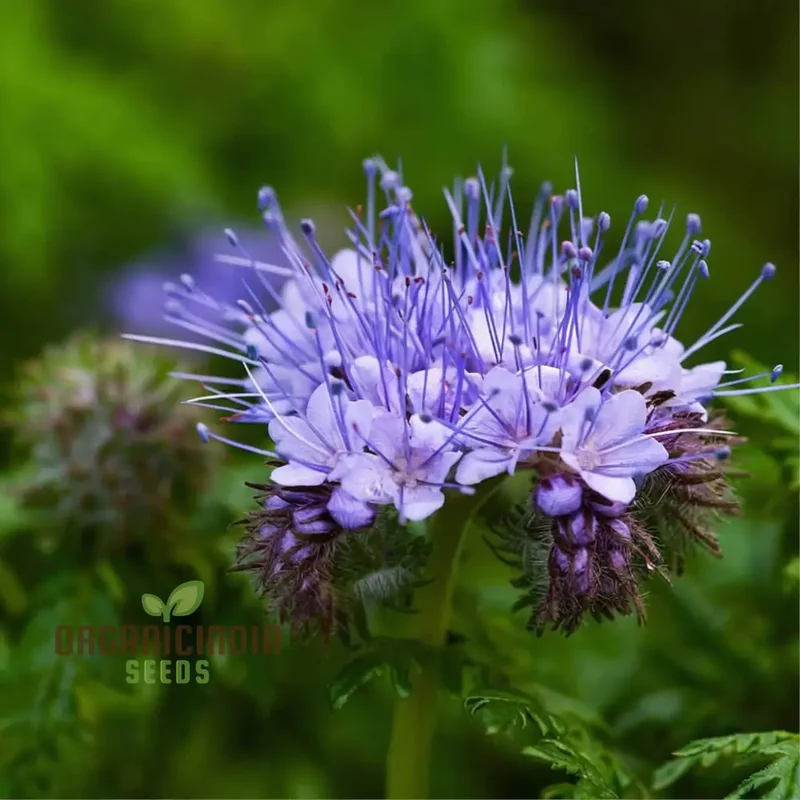 Fiddleneck Seeds (Purple Fiddleneck Tansy Seeds) - Premium Quality Gardening Seeds
