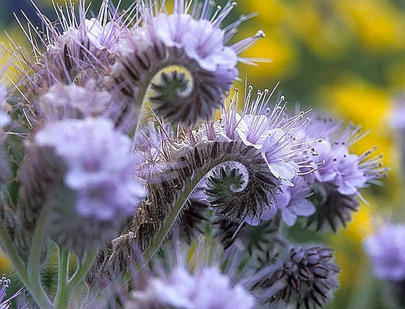 Fiddleneck Seeds (Purple Fiddleneck Tansy Seeds) - Premium Quality Gardening Seeds