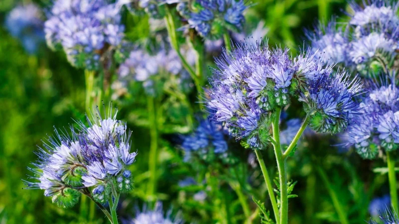 Fiddleneck Seeds (Purple Fiddleneck Tansy Seeds) - Premium Quality Gardening Seeds