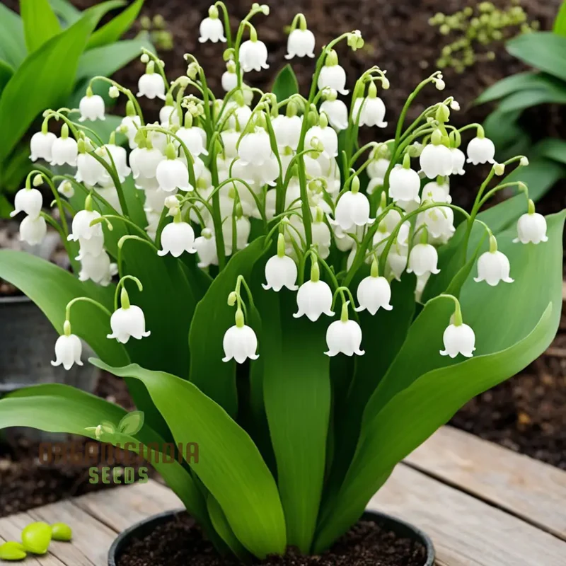 White Lily of the Valley Flower Seeds, Elegant and Fragrant Blooms for Serene Gardens