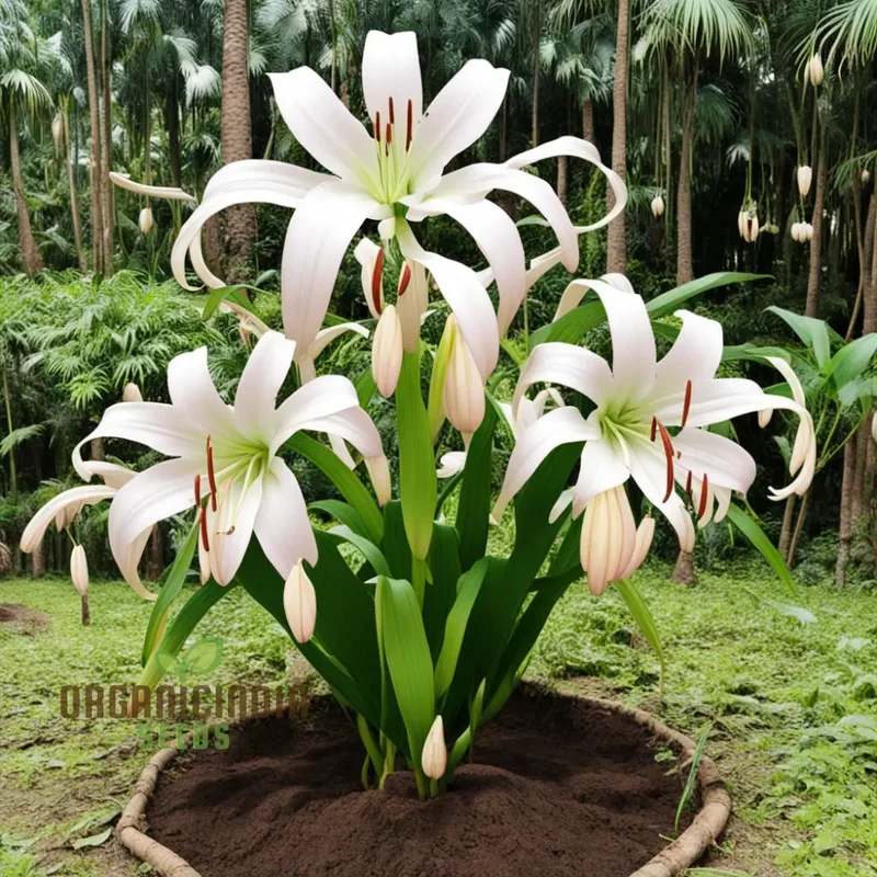 Giant Himalayan Lily Flower Seeds, Majestic Blooms for Dramatic Garden Landscapes
