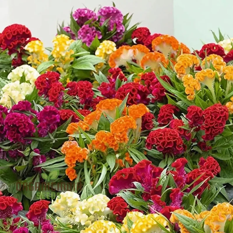 Celosia Cristata Mixed Flower Seeds, Vibrant Colors, Easy to Grow, Perfect for Home Gardens