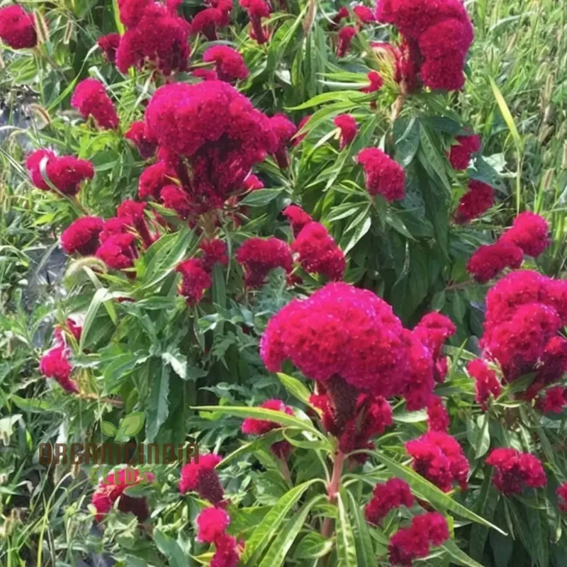 Celosia Cristata Mixed Flower Seeds, Vibrant Colors, Easy to Grow, Perfect for Home Gardens