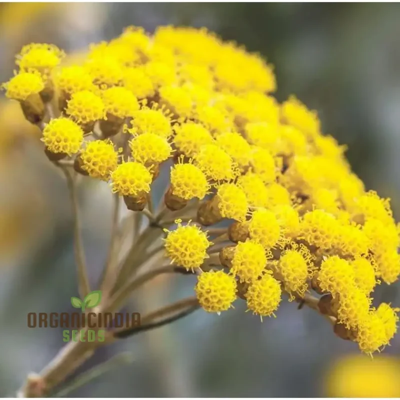 Helichrysum Flower Seeds for Gardening Enthusiasts - Perfect for Home Planting Projects