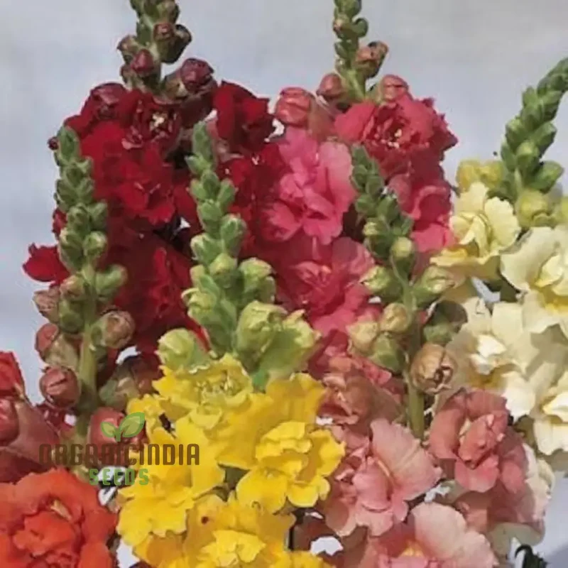 Antirrhinum Madam Butterfly Flower Seeds , Elevate Your Gardening Experience with Vibrant, Butterfly-Like Blooms