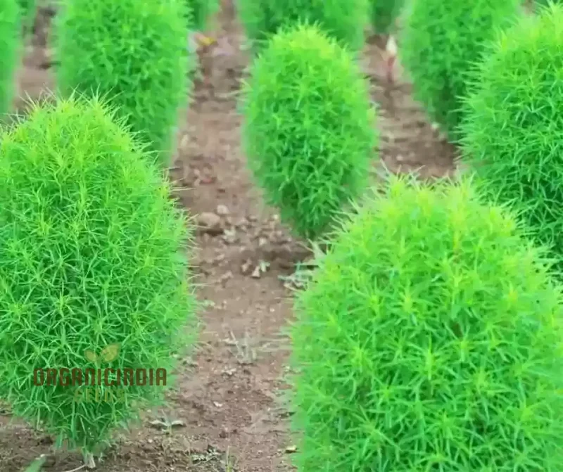 Kochia Trichophylla Flower Seeds for Planting - Ideal for Gardening Enthusiasts | Lengthy, Vibrant Blooms Guaranteed