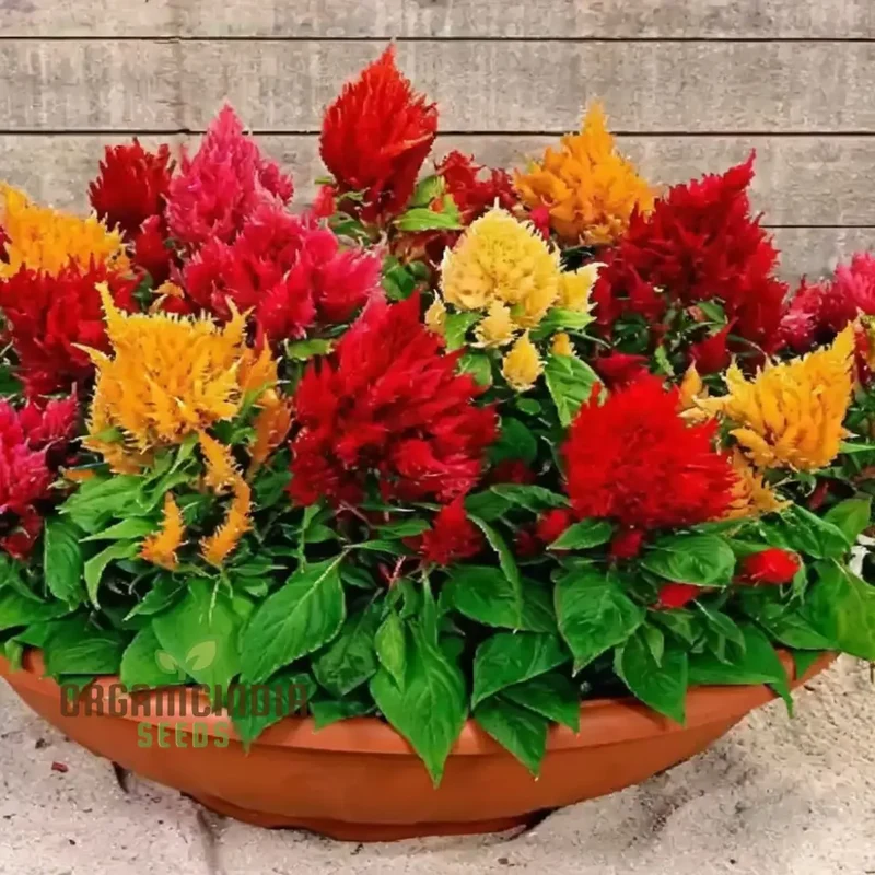 Celosia Plumosa Pampus Mixed Flower Seeds, Vibrant Colors, Long-Lasting Blooms, Ideal for Gardening