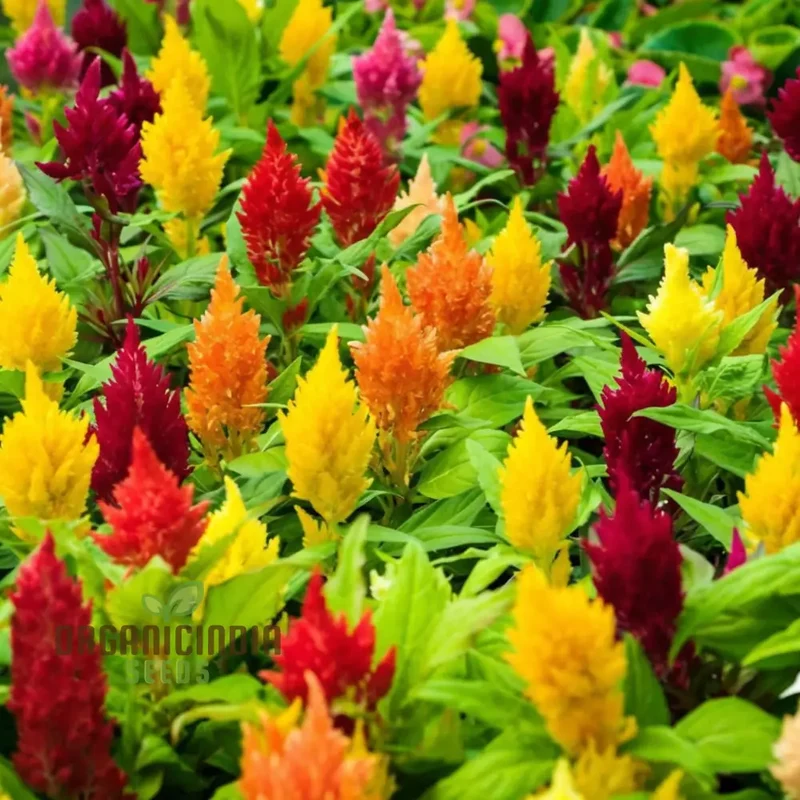 Celosia Plumosa Pampus Mixed Flower Seeds, Vibrant Colors, Long-Lasting Blooms, Ideal for Gardening