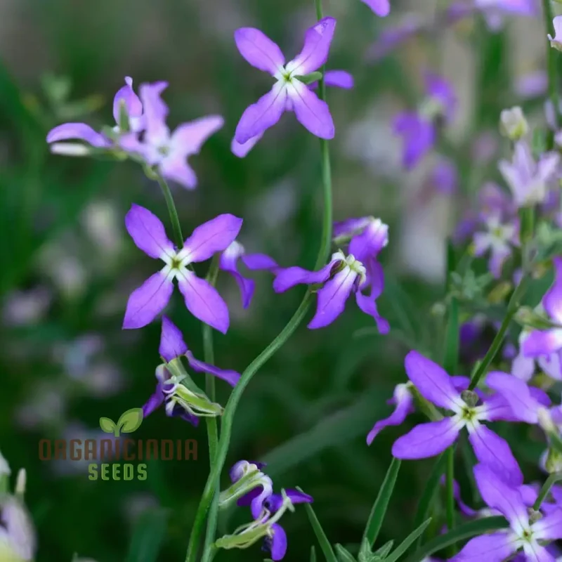 Fragrant Matthiola Bicornis Flower Seeds for Planting, Ideal Flower Seeds for Lush Gardening and Evening Blooms