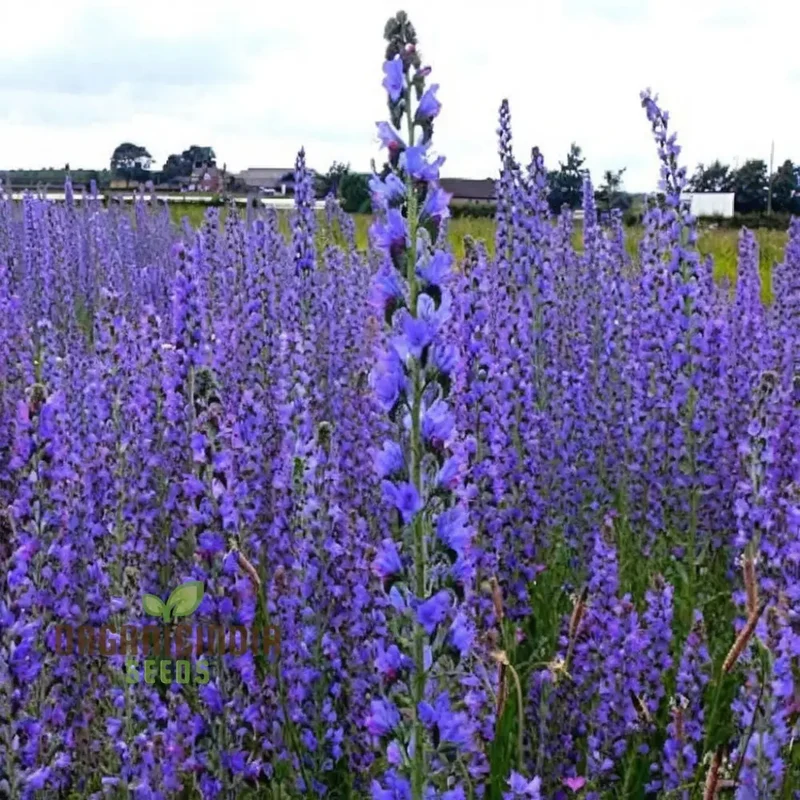 Viper's Bugloss (Echium vulgare) Seeds - Striking Blue Blooms for Pollinator-Friendly Gardens