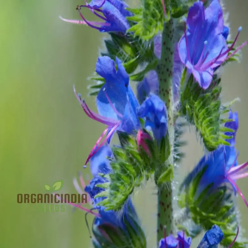 Viper's Bugloss (Echium vulgare) Seeds - Striking Blue Blooms for Pollinator-Friendly Gardens