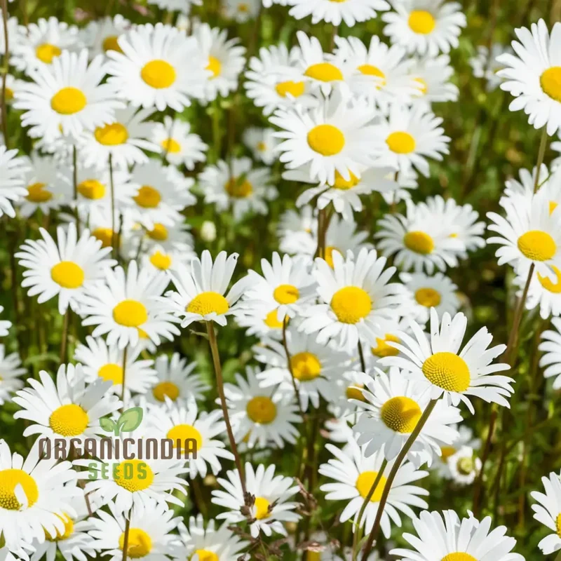 Chamomile Seeds – Anthemis Nobilis – Calming Aromatic Herb for Garden Planting