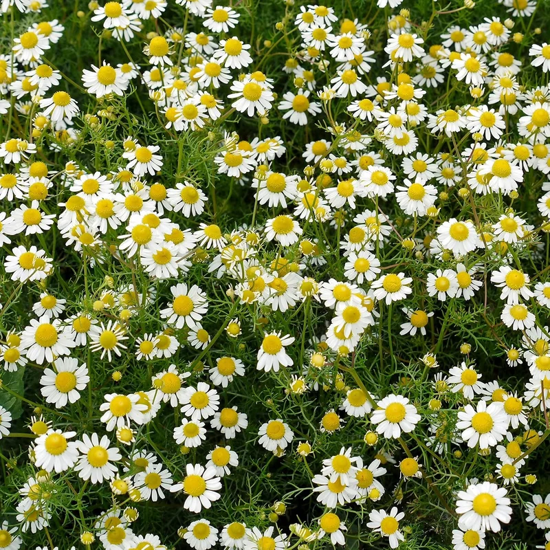 Chamomile Seeds – Anthemis Nobilis – Calming Aromatic Herb for Garden Planting
