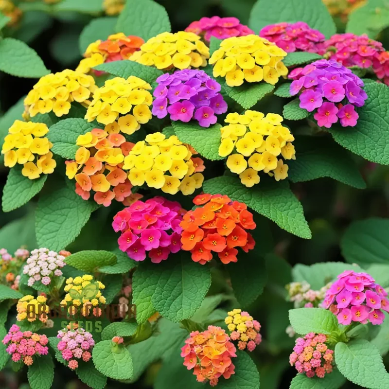 High Quality Non-GMO Lantana Camara Flower Seeds for Planting