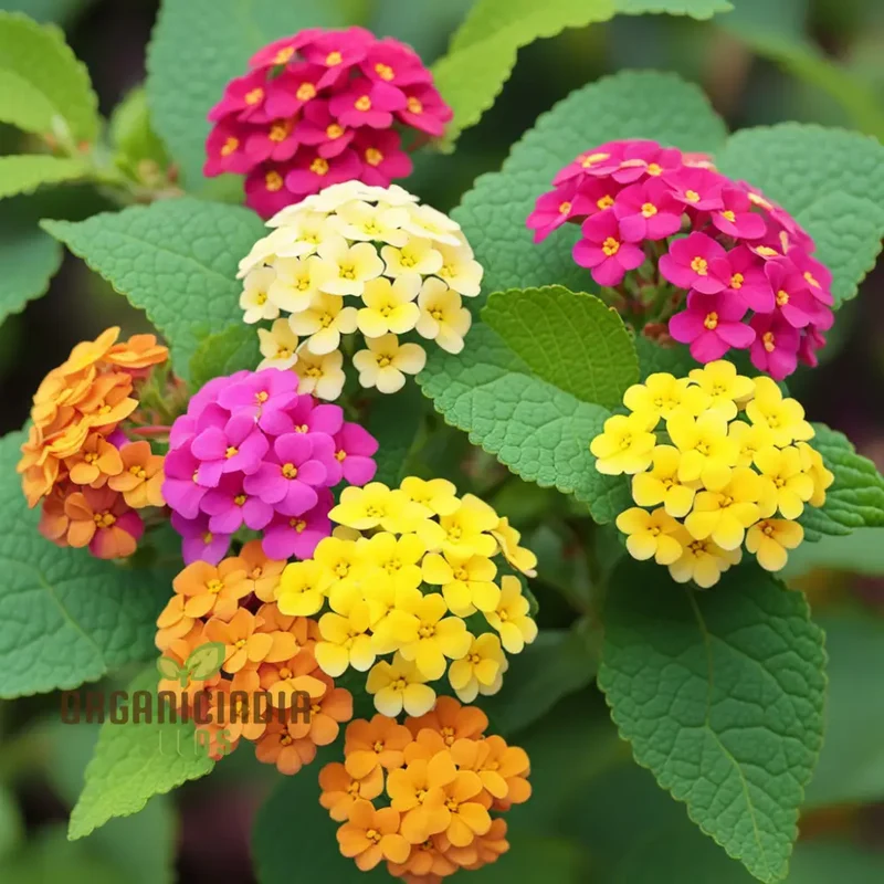 High Quality Non-GMO Lantana Camara Flower Seeds for Planting