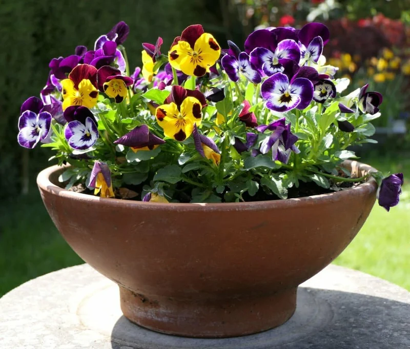 Mini Pansy Flower Seeds – Charming Petite Blooms for Delightful Garden Displays