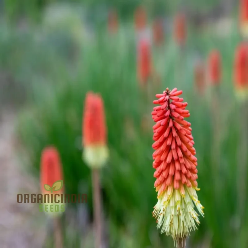 Torch Lily Flower Seeds