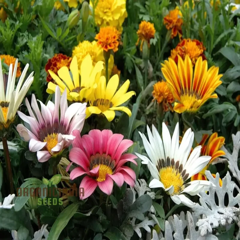 Vibrant Gazania Mix Flower Seeds, Easy to Grow, Drought Tolerant, Perfect for Colorful Gardens
