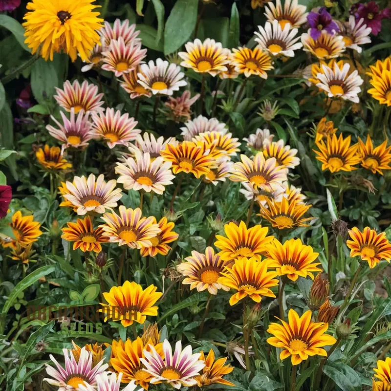 Vibrant Gazania Mix Flower Seeds, Easy to Grow, Drought Tolerant, Perfect for Colorful Gardens