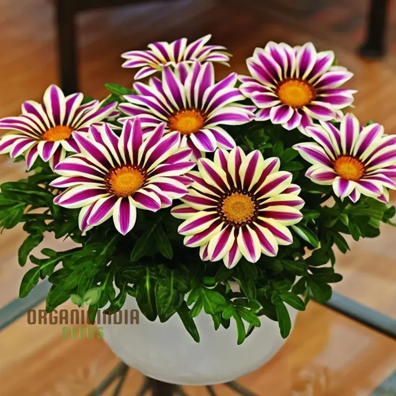 Purple Daisy Flower Seeds, Vibrant Blooms, Easy to Grow, Adds Color to Your Garden