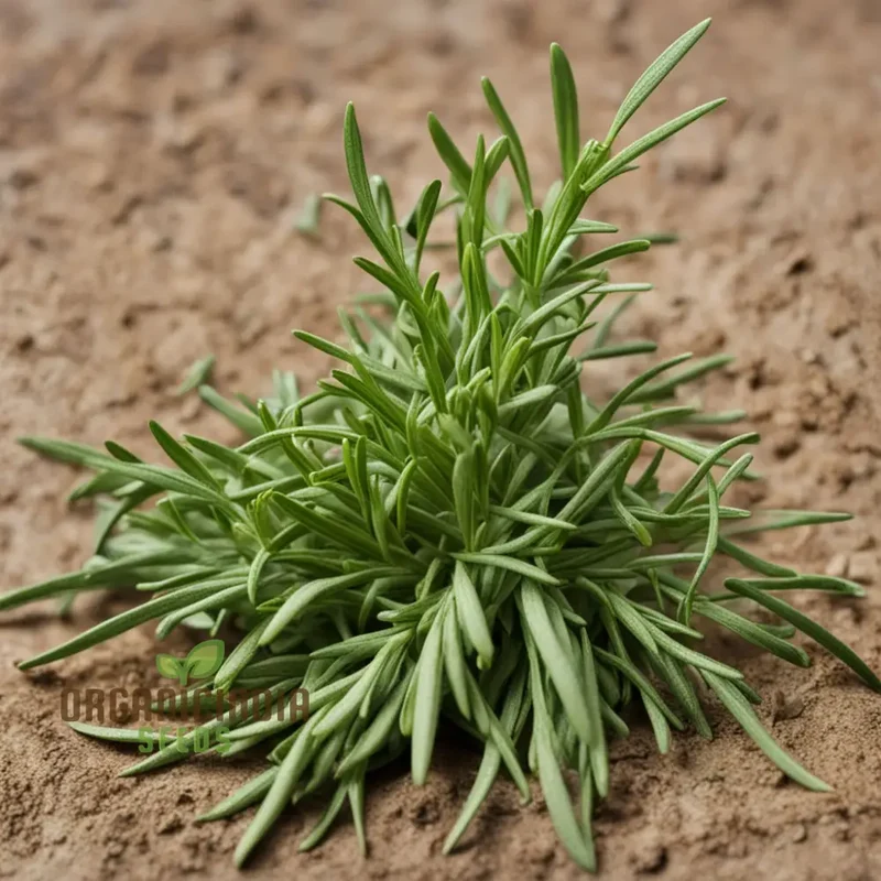 Flavorful French Tarragon Seeds for Planting, Premium Herb Seeds