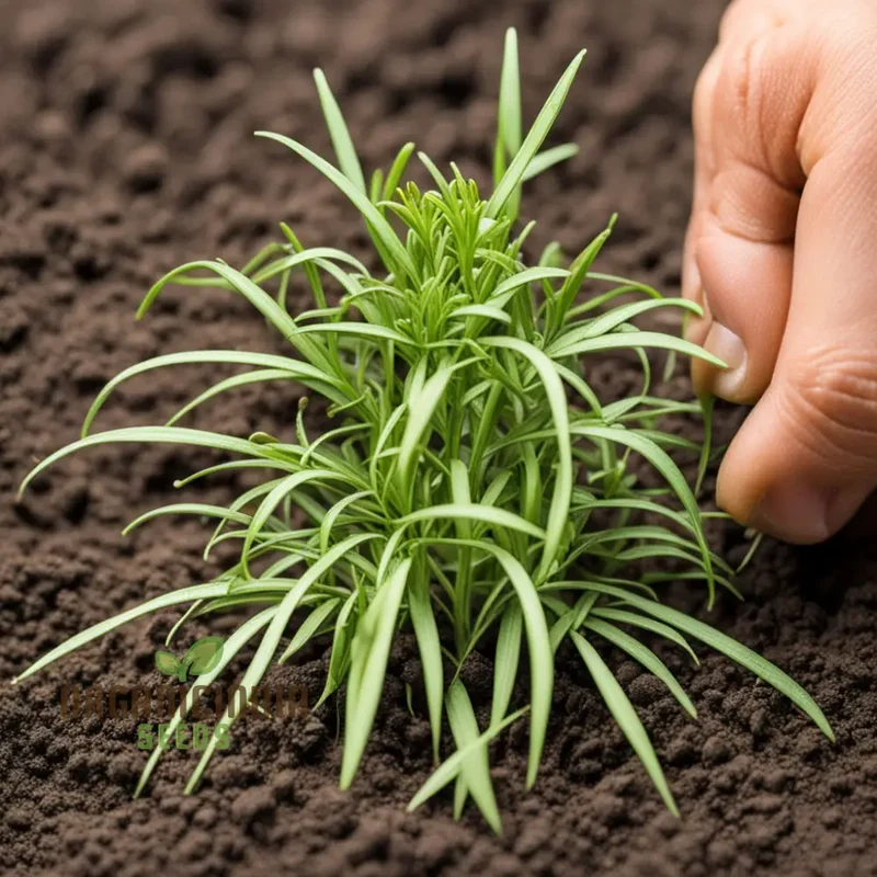 Mexican Tarragon Seeds – Flavorful Herb Variety for Home Gardens