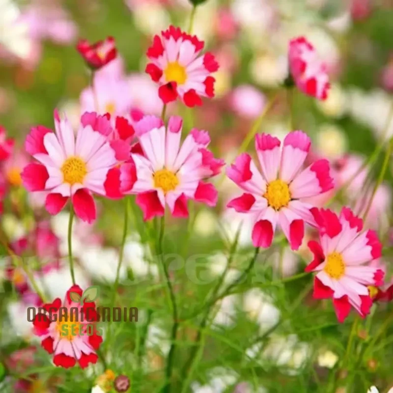 Mixed Flower Seeds for Gardening Enthusiasts Shells Brand Enhance Your Garden with a Burst of Vibrant Colors