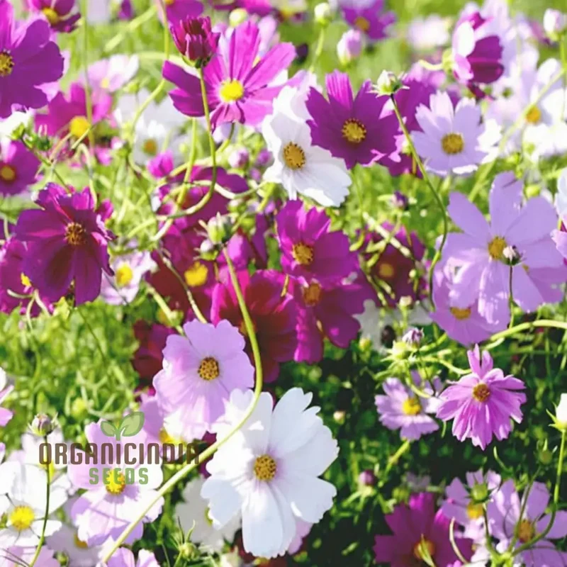 Mixed Flower Seeds for Gardening Enthusiasts Shells Brand Enhance Your Garden with a Burst of Vibrant Colors