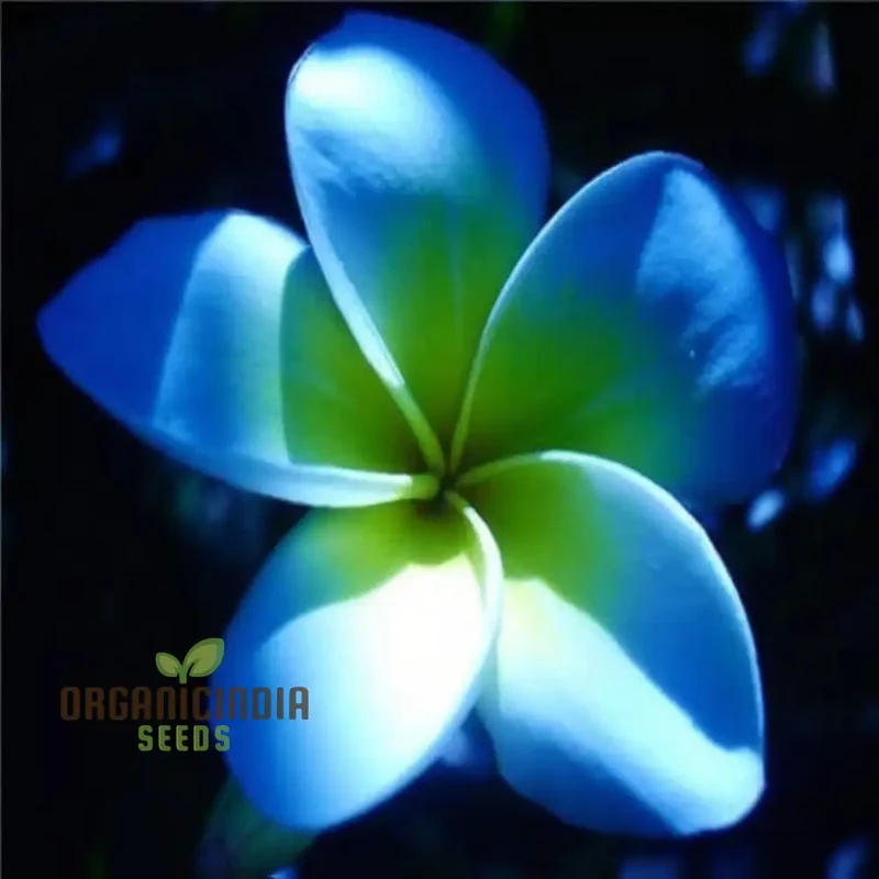 Blue Plumeria Flower Seeds, High Germination, Vibrant Blooms, Perfect for Home Gardens