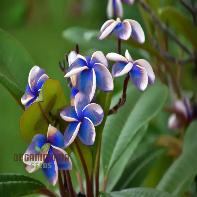 Blue Plumeria Flower Seeds, High Germination, Vibrant Blooms, Perfect for Home Gardens