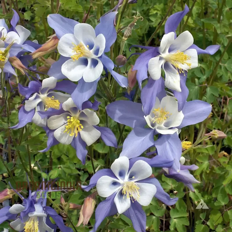 Aquilegia Blue Columbine Flower Seeds - Delicate Blooms for Enchanting Garden Borders