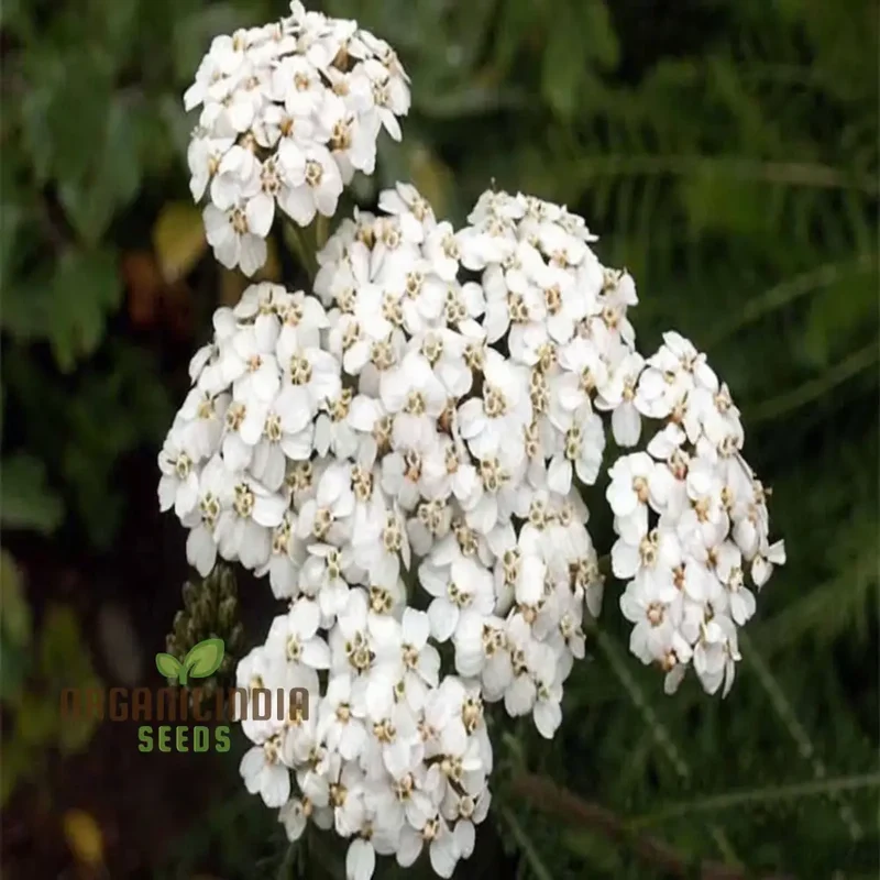 White Achillea Millefolium Flower seeds, Gardening with An In-Depth Guide to Planting and Growing Yarrow Seeds