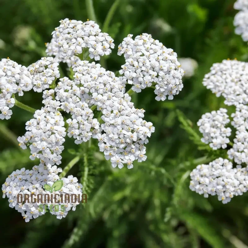 White Achillea Millefolium Flower seeds, Gardening with An In-Depth Guide to Planting and Growing Yarrow Seeds