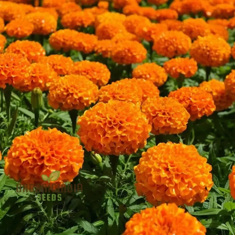 Marigold Tagetes Seeds – Hardy Garden Blooms for Vibrant Outdoor Color