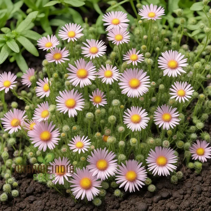 Erigeron Karvinskianus flower Seeds, Planting - Perennial Ground Cover for Landscaping