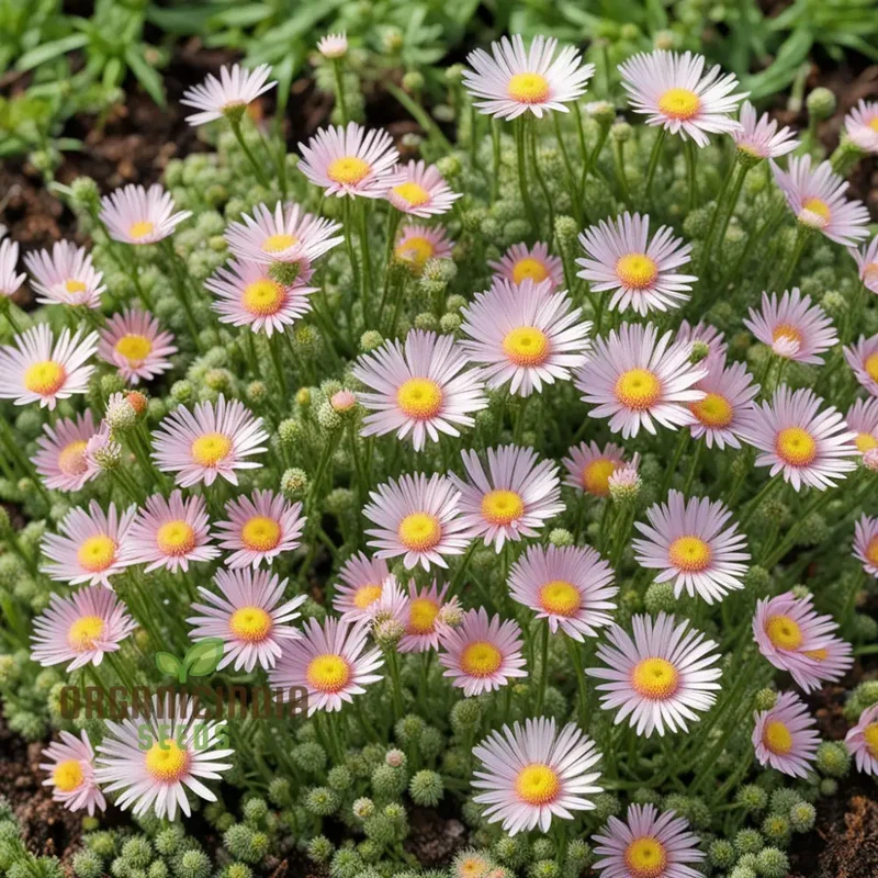 Erigeron Karvinskianus flower Seeds, Planting - Perennial Ground Cover for Landscaping